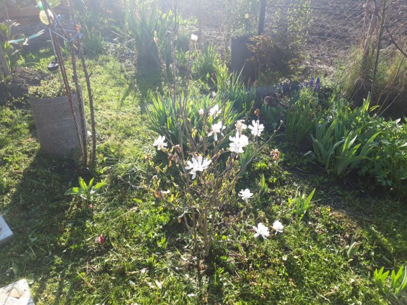 Stellata rosea - magnoliile mele