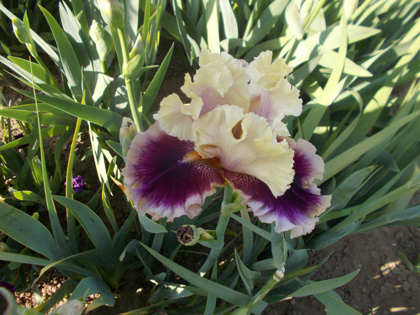 T-z-r8,10-make mine magic-20 - IRISI INALTI SI MEDII DISPONIBILI IN-2023 capitol 1