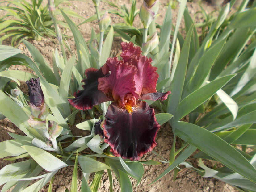 T-z-r2,4-strozzapreti-18 - IRISI INALTI SI MEDII DISPONIBILI IN-2023 capitol 1