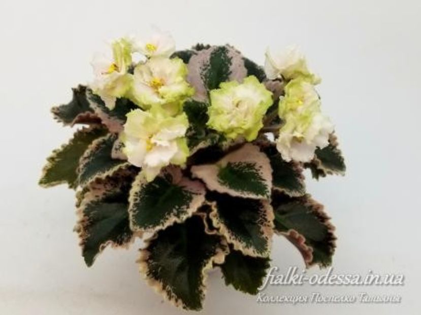 НЛ-Княгиня Ольга - NL-Kniaginia Olga