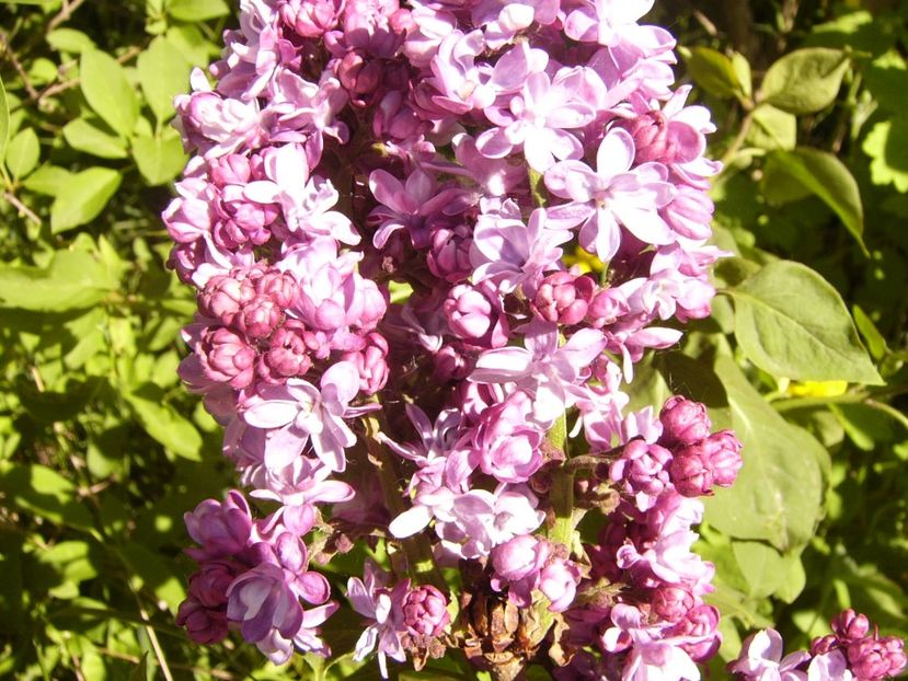 P1370569 - ANUL 2021 FLORI IV