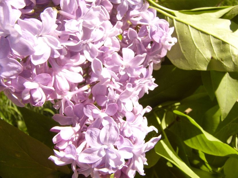 P1370574 - ANUL 2021 FLORI IV