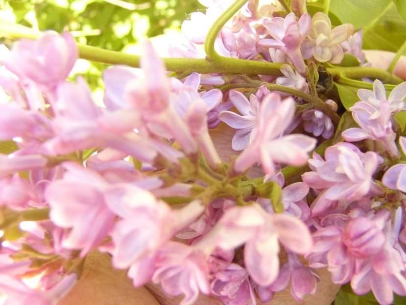 P1370580 - ANUL 2021 FLORI IV