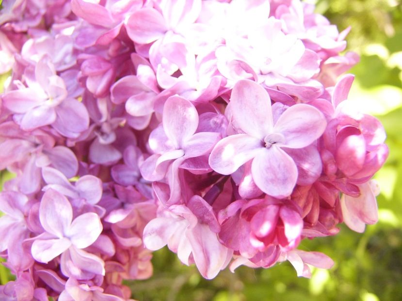 P1370585 - ANUL 2021 FLORI IV