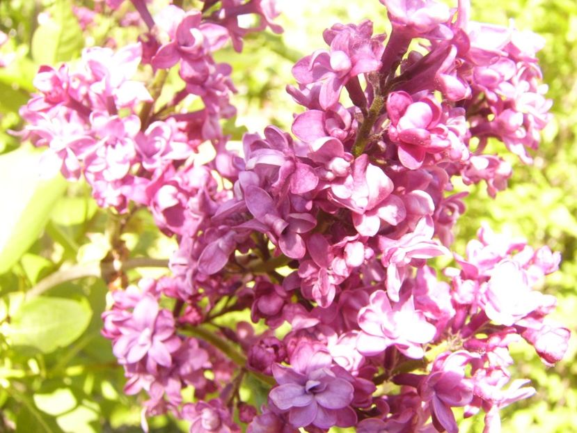 P1370589 - ANUL 2021 FLORI IV