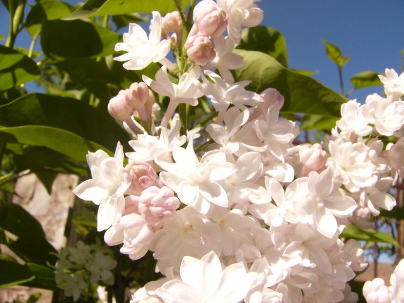 P1370592 - ANUL 2021 FLORI IV