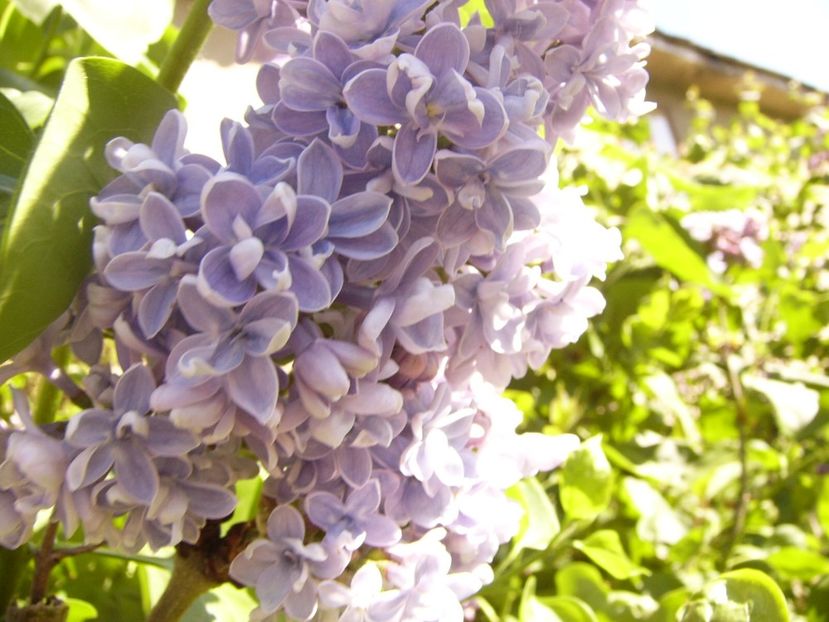 P1370594 - ANUL 2021 FLORI IV