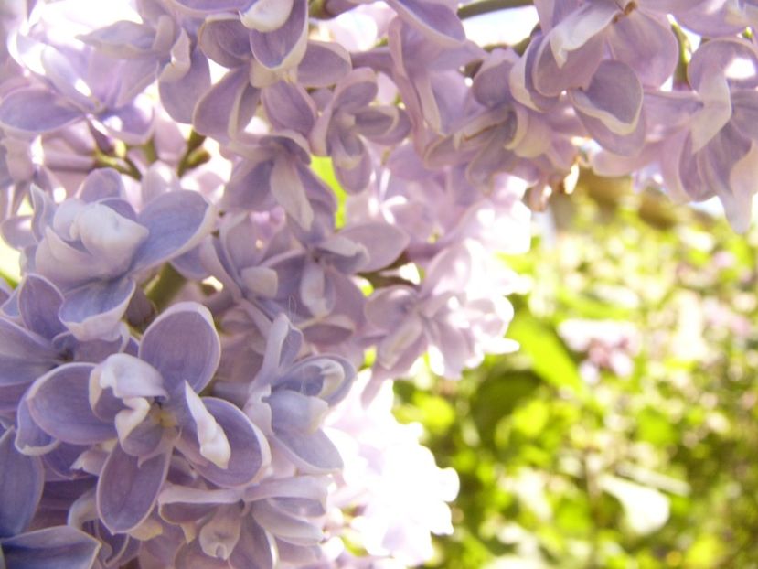 P1370595 - ANUL 2021 FLORI IV