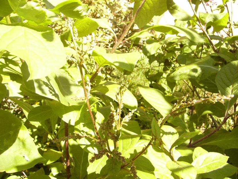 P1370598 - ANUL 2021 FLORI IV