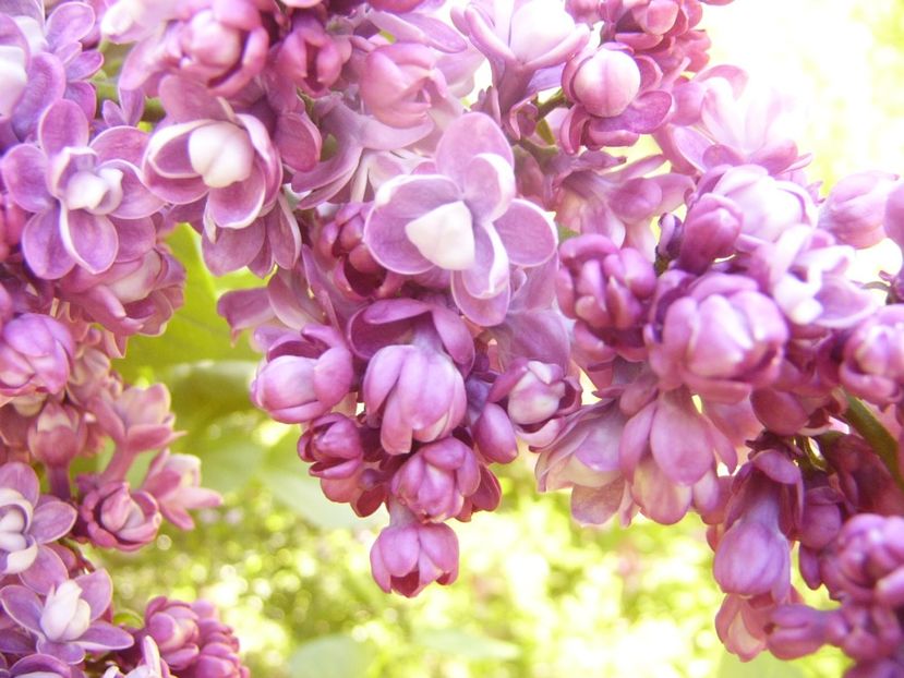 P1370600 - ANUL 2021 FLORI IV