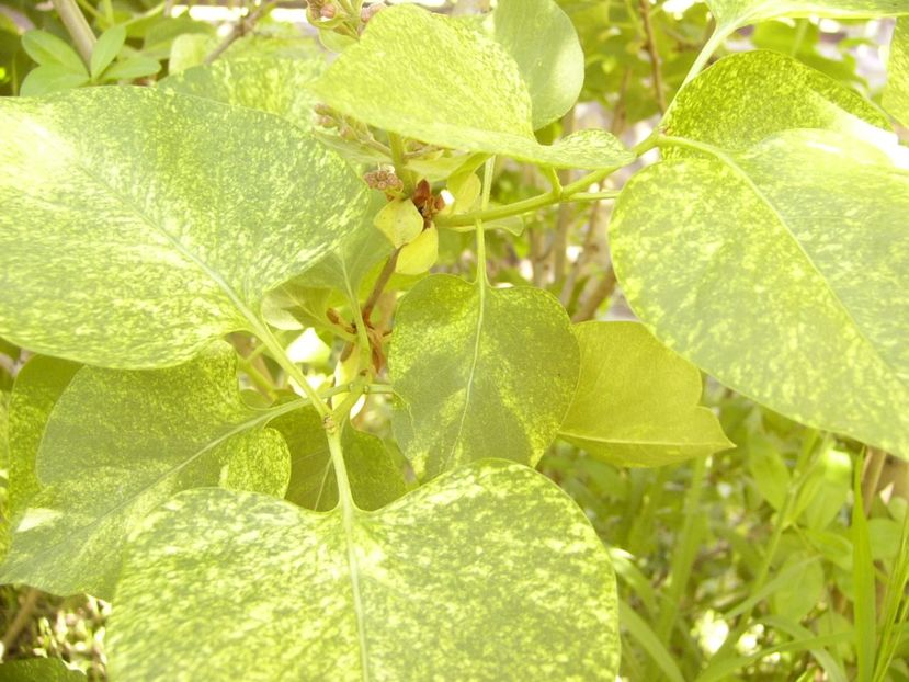 P1370605 - ANUL 2021 FLORI IV