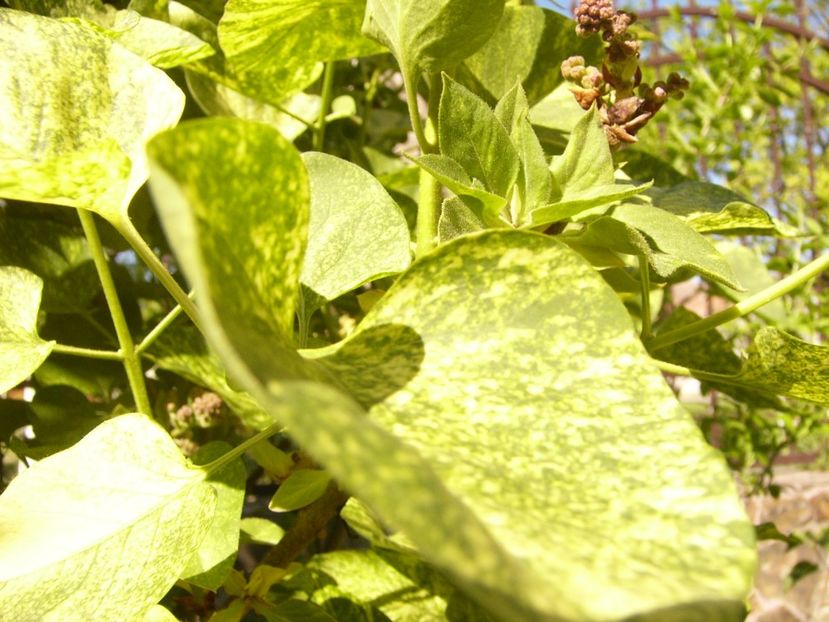 P1370607 - ANUL 2021 FLORI IV