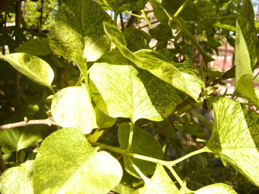 P1370608 - ANUL 2021 FLORI IV