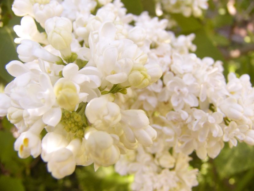 P1370610 - ANUL 2021 FLORI IV