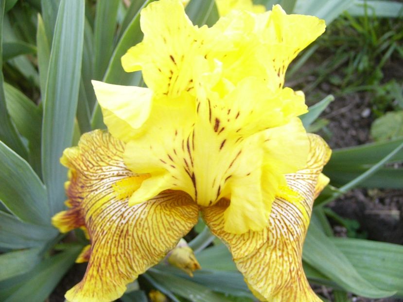 P1370715 - ANUL 2021 FLORI IV