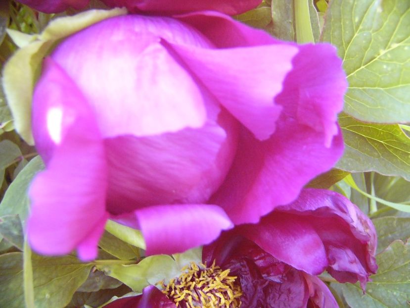 P1370735 - ANUL 2021 FLORI IV