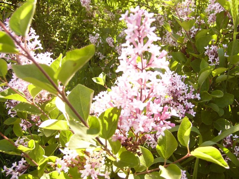 P1370748 - ANUL 2021 FLORI IV