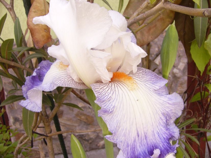 P1370806 - ANUL 2021 FLORI IV