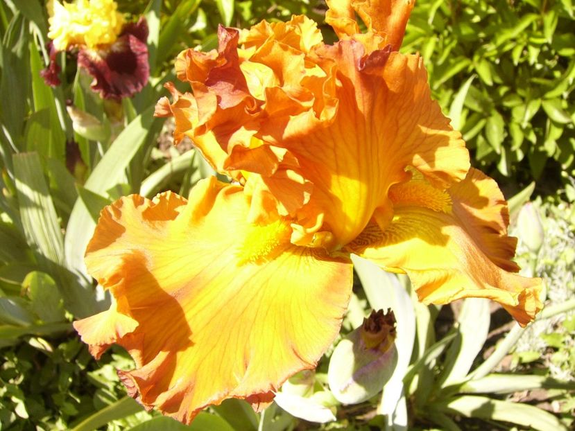 P1370802 - ANUL 2021 FLORI IV