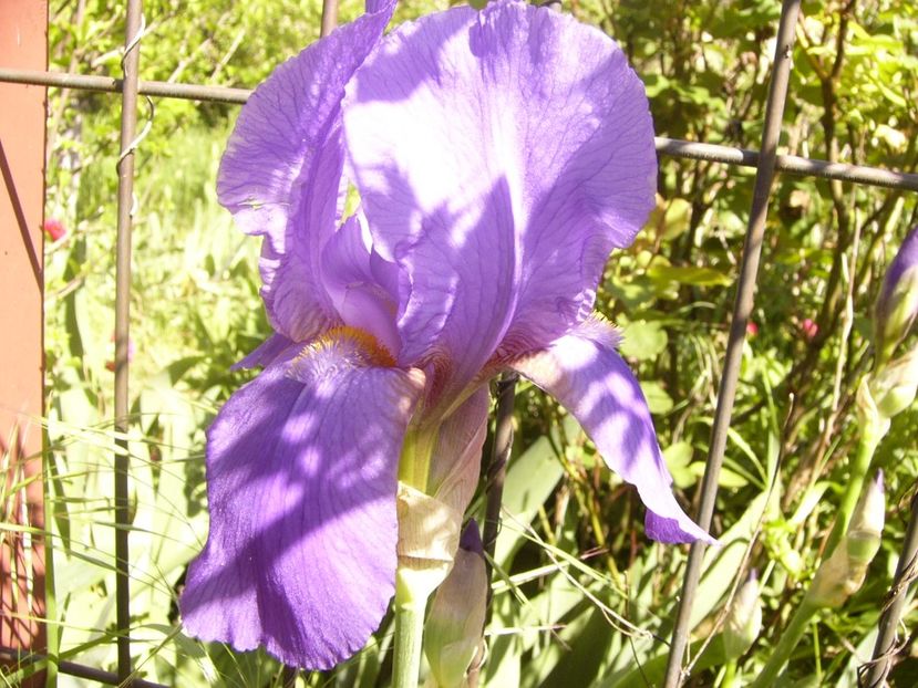 P1370827 - ANUL 2021 FLORI IV