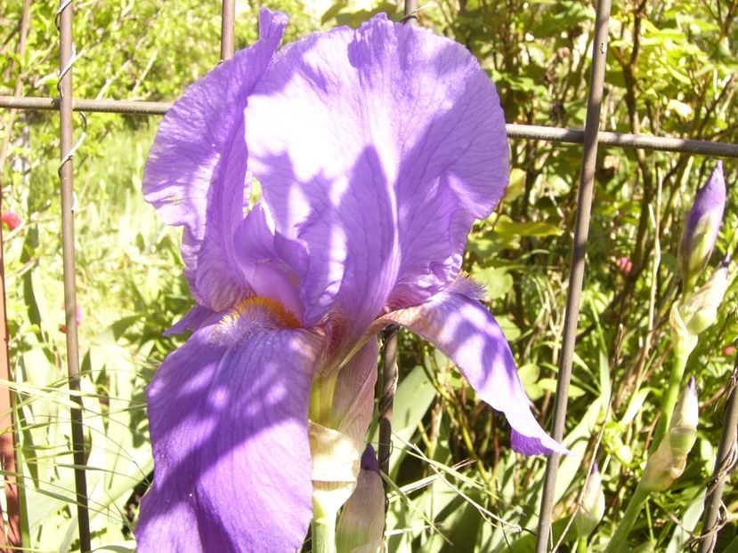 P1370830 - ANUL 2021 FLORI IV