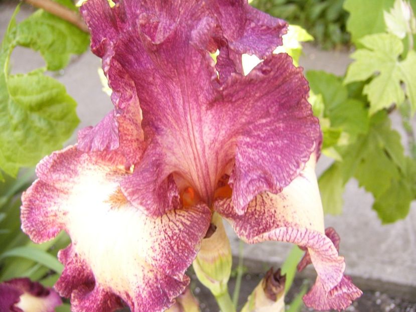 P1370835 - ANUL 2021 FLORI IV