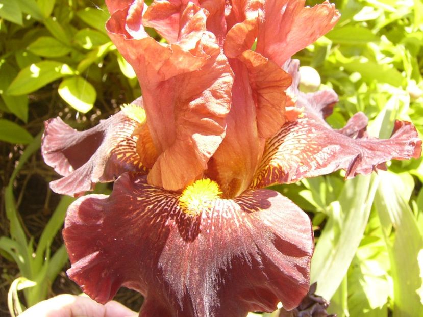 P1370873 - ANUL 2021 FLORI IV