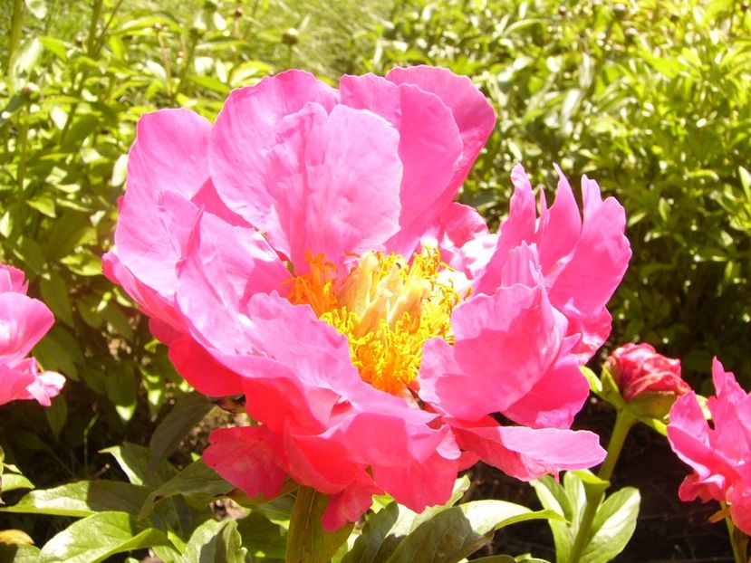 P1370874 - ANUL 2021 FLORI IV