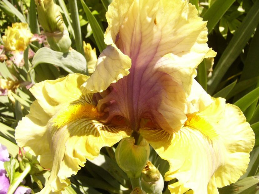 P1370885 - ANUL 2021 FLORI IV