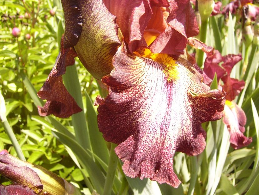 P1370890 - ANUL 2021 FLORI IV