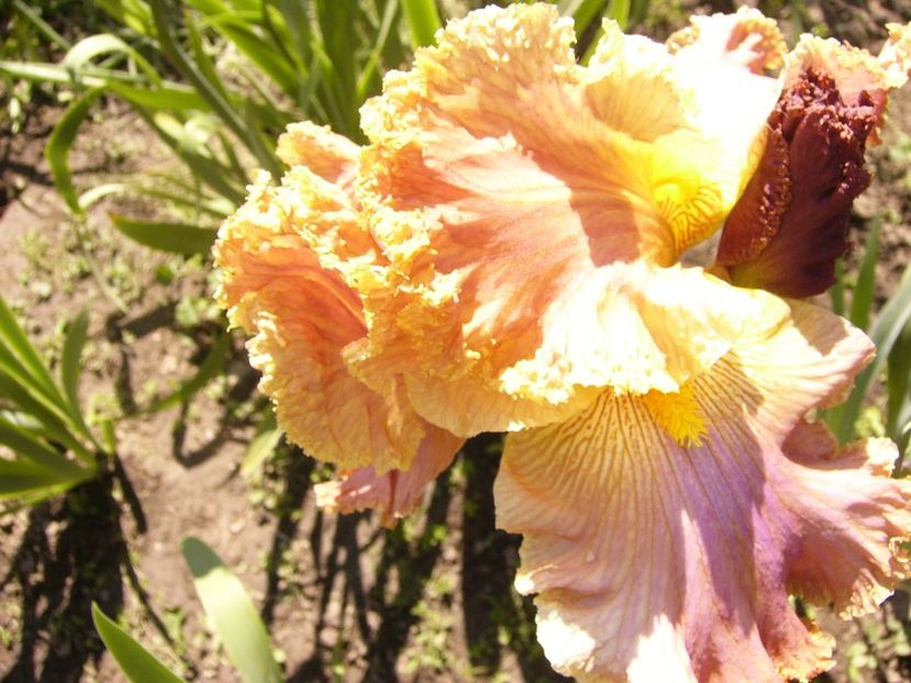 P1380009 - ANUL 2021 FLORI IV