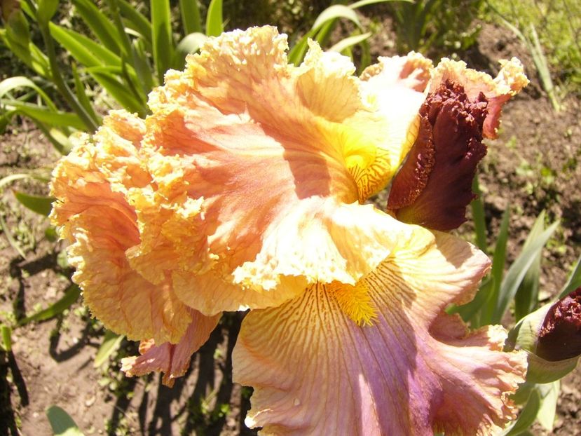 P1380012 - ANUL 2021 FLORI IV