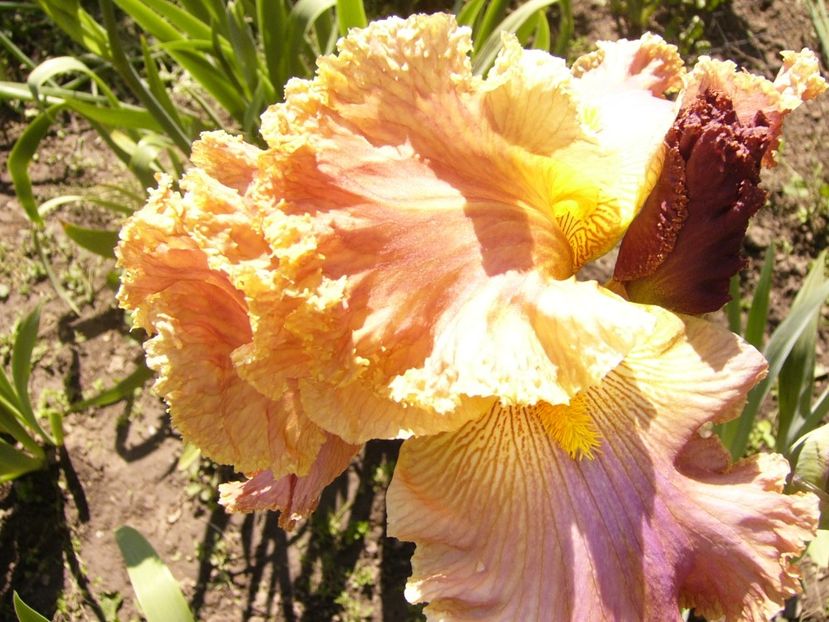 P1380013 - ANUL 2021 FLORI IV