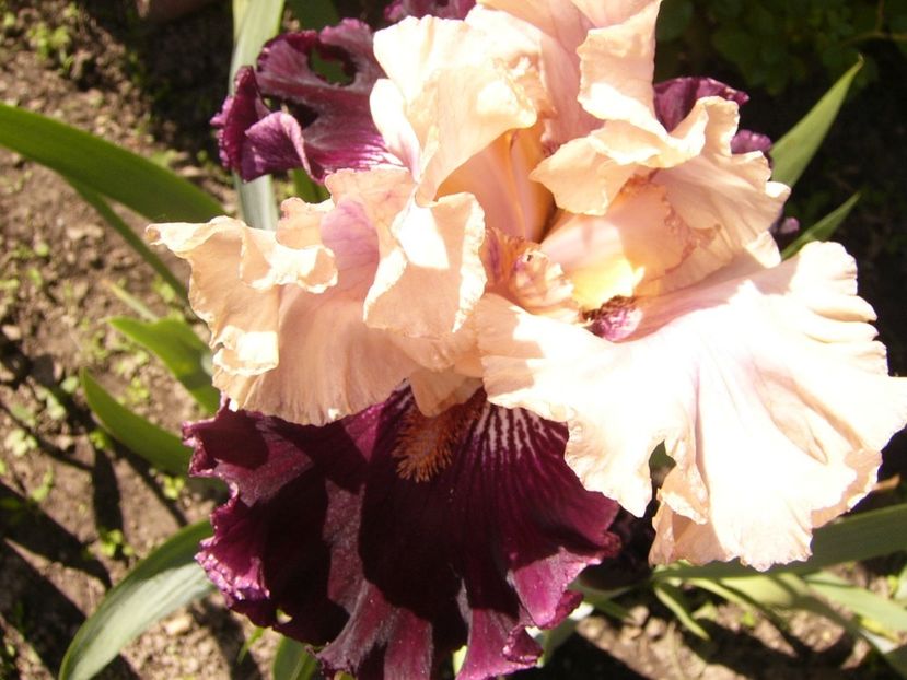 P1380014 - ANUL 2021 FLORI IV