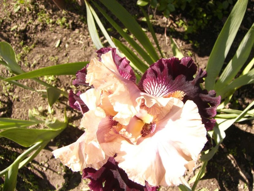 P1380015 - ANUL 2021 FLORI IV