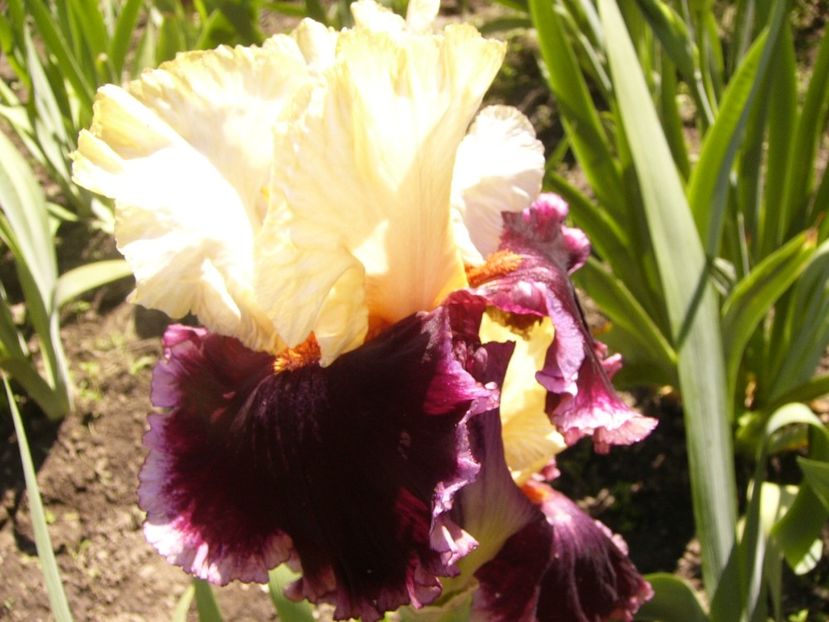 P1380018 - ANUL 2021 FLORI IV