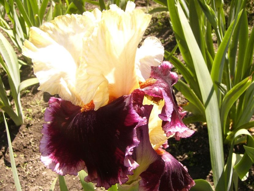 P1380020 - ANUL 2021 FLORI IV