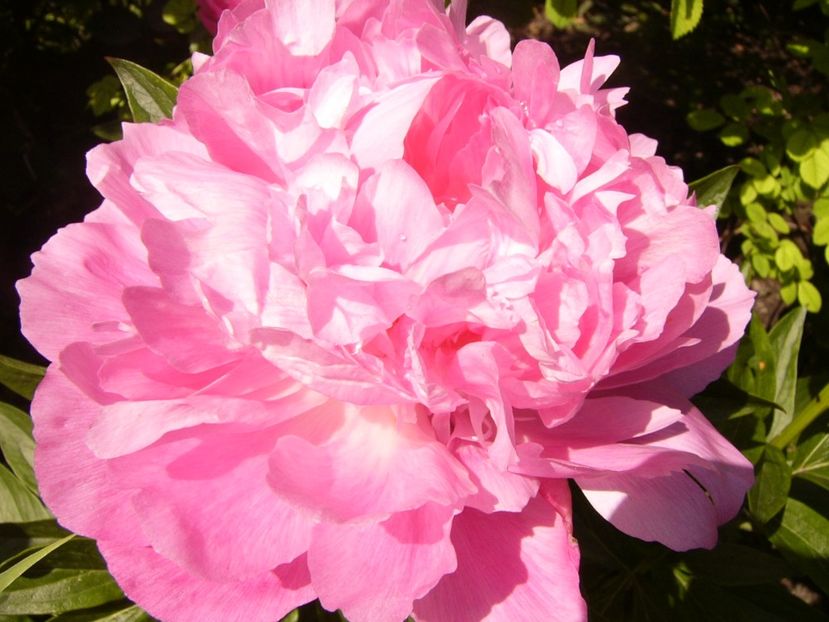 P1380023 - ANUL 2021 FLORI IV