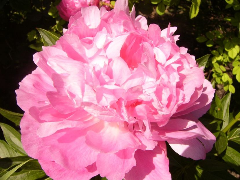 P1380024 - ANUL 2021 FLORI IV