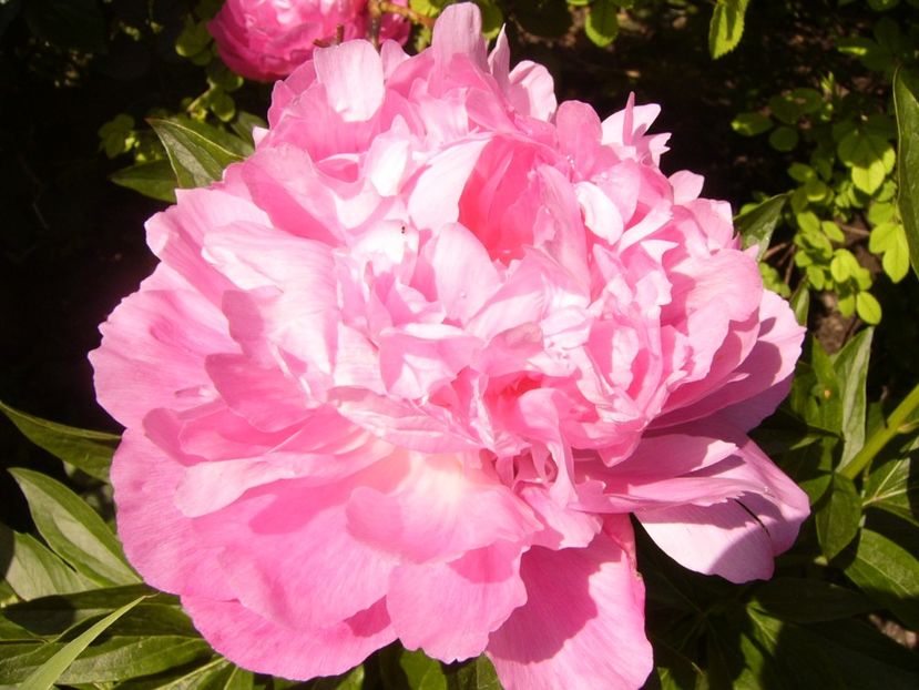 P1380026 - ANUL 2021 FLORI IV