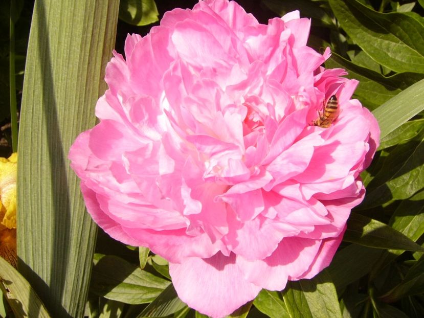 P1380028 - ANUL 2021 FLORI IV