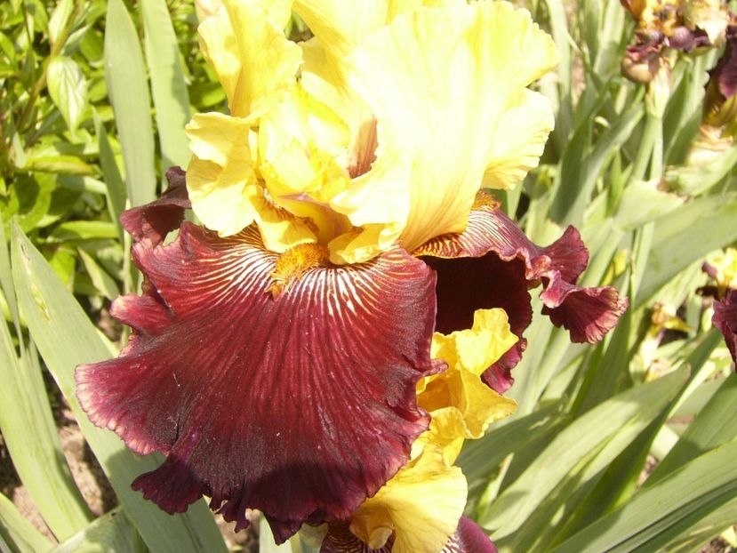 P1380029 - ANUL 2021 FLORI IV