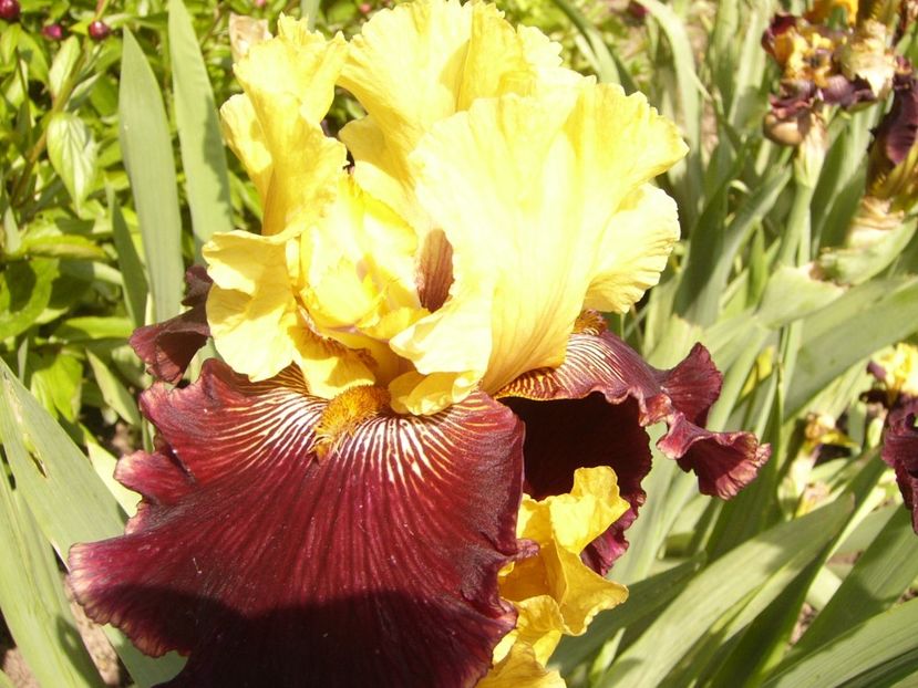 P1380030 - ANUL 2021 FLORI IV