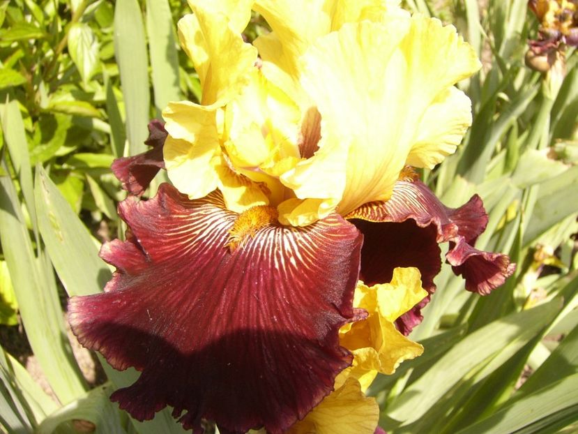 P1380031 - ANUL 2021 FLORI IV