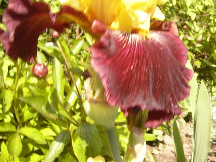 P1380032 - ANUL 2021 FLORI IV