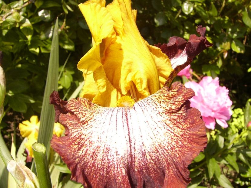 P1380033 - ANUL 2021 FLORI IV