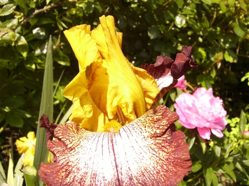 P1380034 - ANUL 2021 FLORI IV