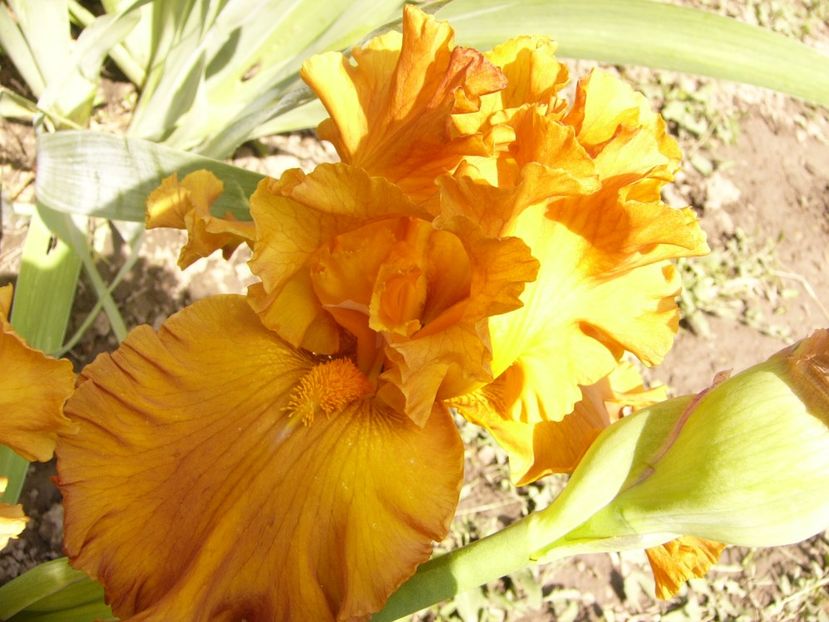 P1380036 - ANUL 2021 FLORI IV