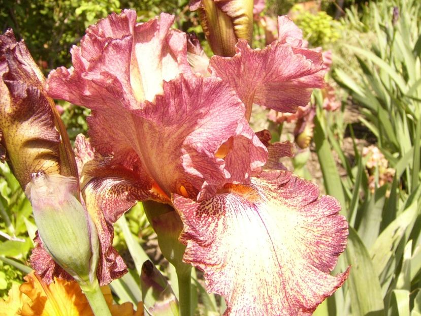 P1380039 - ANUL 2021 FLORI IV