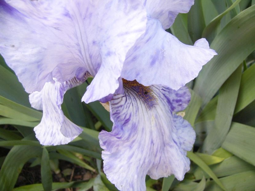 P1380041 - ANUL 2021 FLORI IV